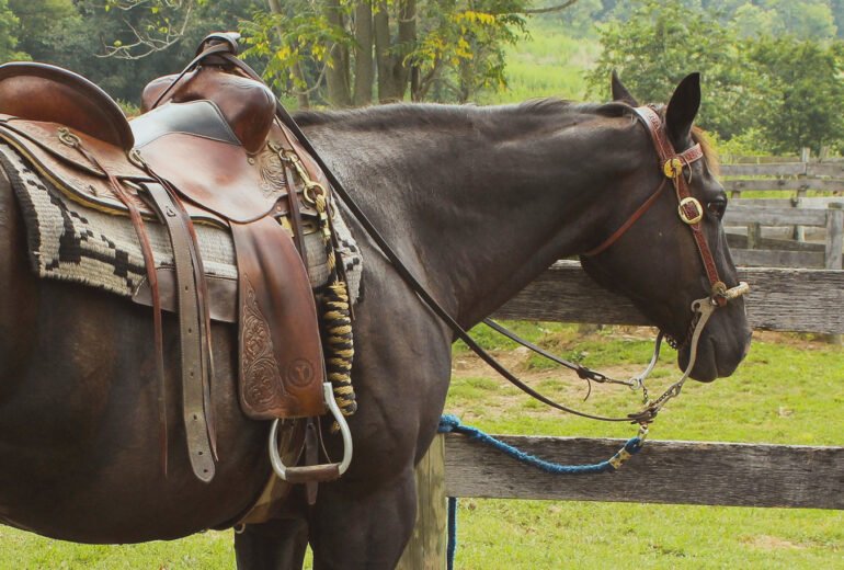 How Can I Keep My Horse Happy and Fit?
