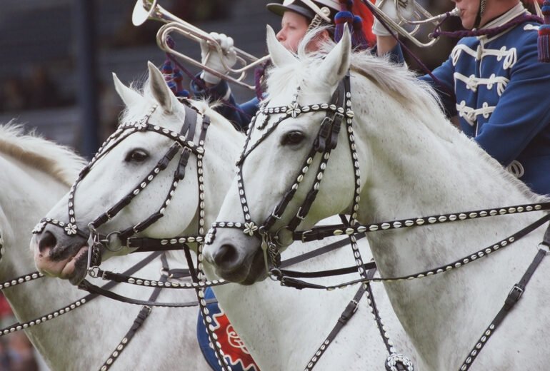 Catch a Horse in a Herd
