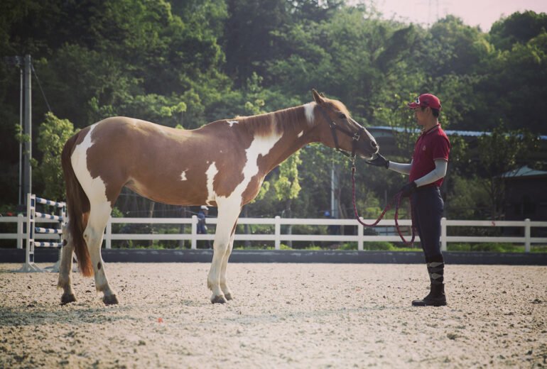 Horse care. Is Your Horse at Risk?
