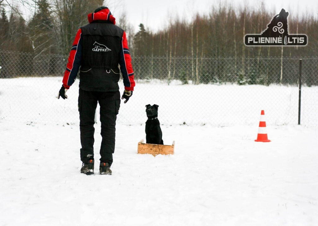 Dresiravimo stovykla šunims