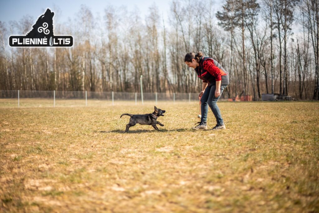 Šunų ir šuniukų Paklusnumo pradmenys