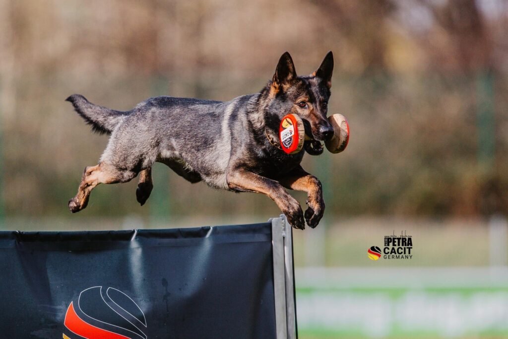 IGP Šunų Sportas: Istorija, Disciplinos ir Jų Nauda