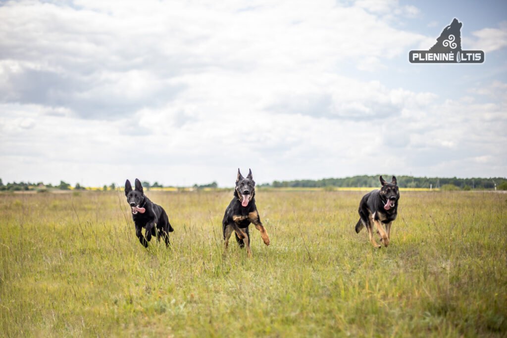 Ersa Plieninė iltis, Emperor Plieninė iltis, Olanda vom Burgdorfer Holz