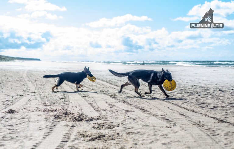 Kodėl svarbu, kad šunys būtų aktyvūs mokymo metu