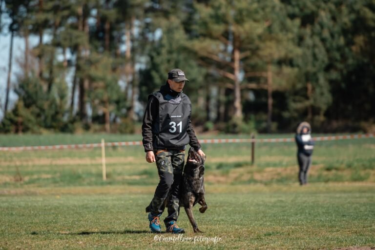 Sportinis paklusnumas šuniui: kuo jis skiriasi nuo kasdienio paklusnumo